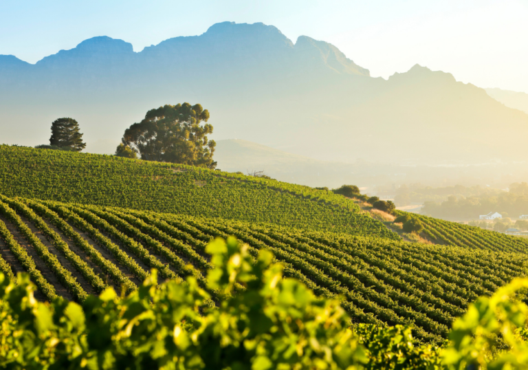 Vini del Sudafrica